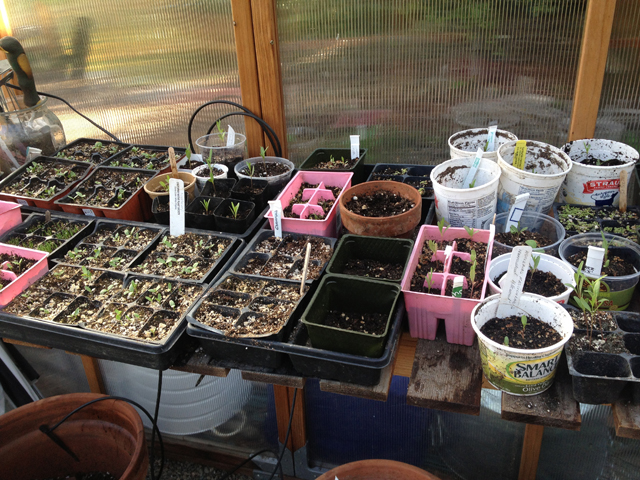 Milkweed plants