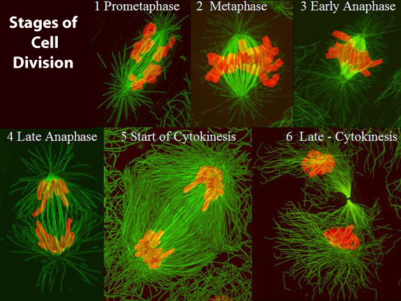 animal cell undergoing mitosis. animal cell is the mitosis